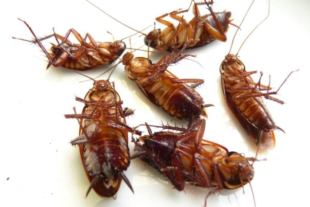 macro shot of cockroaches on a white surface 2023 11 27 05 30 38 utc