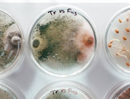 detailed top view trichoderma and sclerotinia in 2024 04 09 11 27 24 utc 1